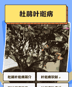 母猪产后用什么输液