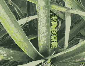 母猪产后黑色的死胎