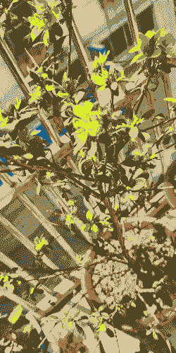 母猪产后消炎怎么配药