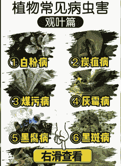 母猪产后要清宫几次