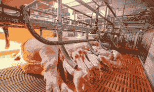 产后母猪怎么降温