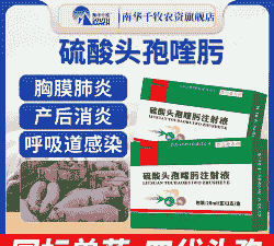 母猪产后感冒的治疗