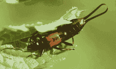 母猪产后护理就业前景