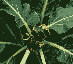 母猪产后消炎经典配方