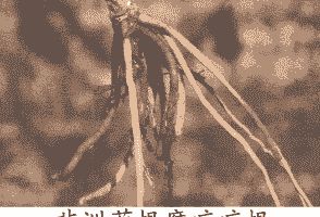 母猪产后便秘喂什么