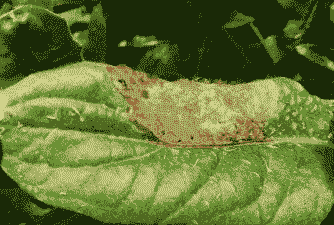 母猪产后吃什么草药