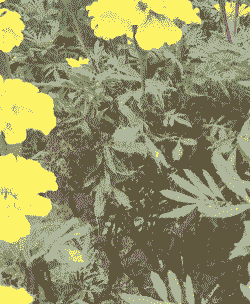 母猪产后脚底疼