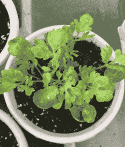 母猪的产后消炎配方