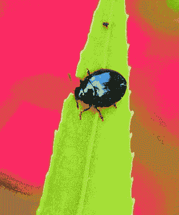 母猪产后清宫要几天