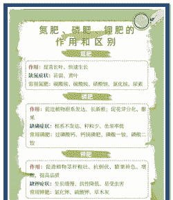 母猪产后用蹄刨地