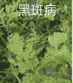 母猪产后最大采食量