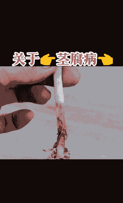 母猪产后打什么药水