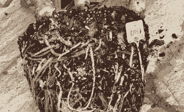 母猪产后病猪体温低