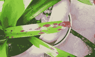 母猪产后血怎么处理