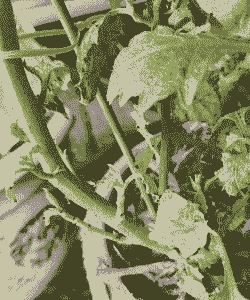 母猪产后流血咋回事