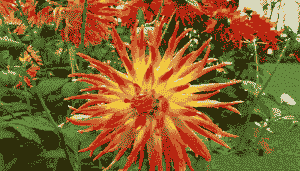 母猪产后不食没奶水