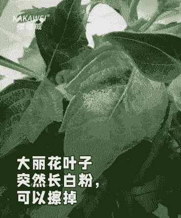 母猪产后发抖咋办呢