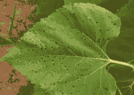 母猪生产后多久喂奶