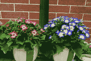 母猪产后便秘小妙招