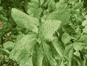 母猪产后体温44度