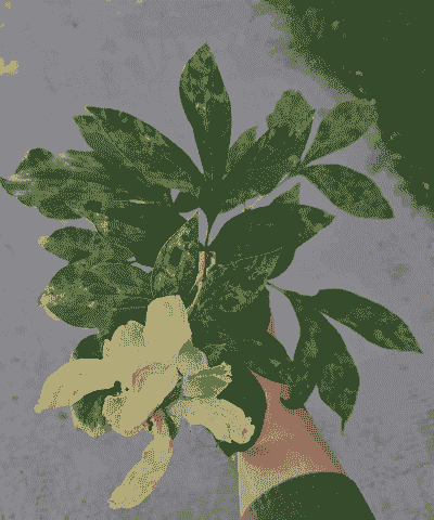 母猪产后护理的大学