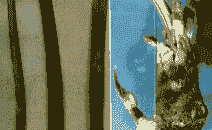 母猪产后消炎用药丷