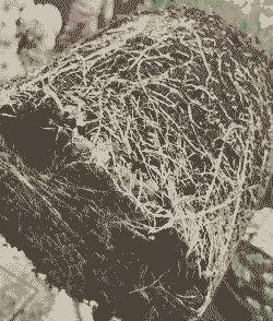 母猪产后长时间不吃