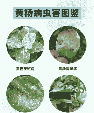 怎样预防母猪产后高烧