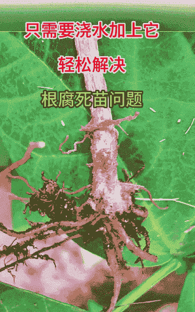 产后母猪发热喘气