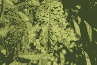 母猪产后多久能大便