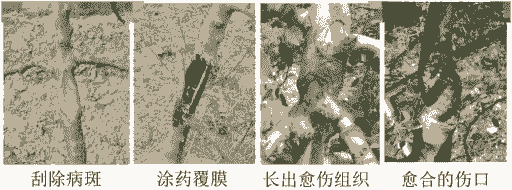 母猪产后能喂吗