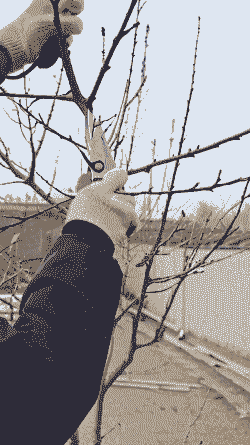 母猪产后后脚不起来