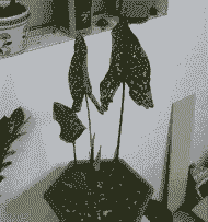 母猪产后喝水多好吗