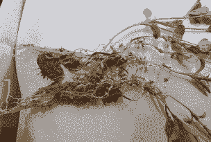 母猪产后中药消炎配方