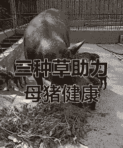 母猪产后中草药恢复
