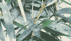 母猪产后鼻子有血水