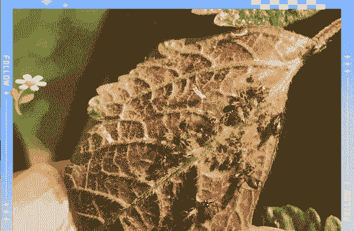 母猪产后喂多少水