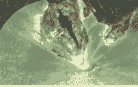 母猪产后吃药怎么喂养