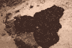 母猪产后粪便软黑色