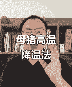 产后母猪降温方法