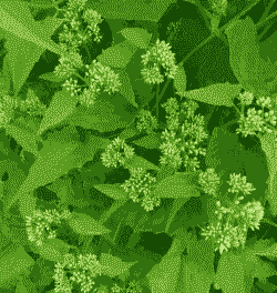 母猪产后呕吐带血