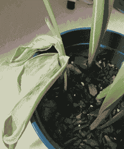 母猪产后站不起