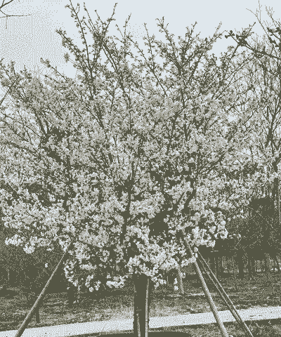 母猪庆大霉素消炎产后