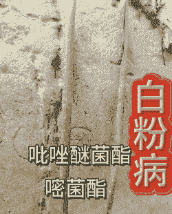 母猪产后出现拉稀治疗