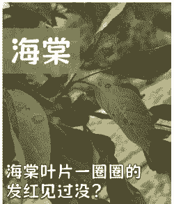 母猪产后不吃食消瘦