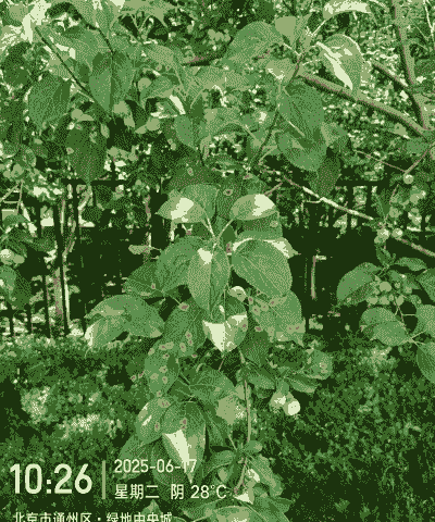 母猪产后体温太低37