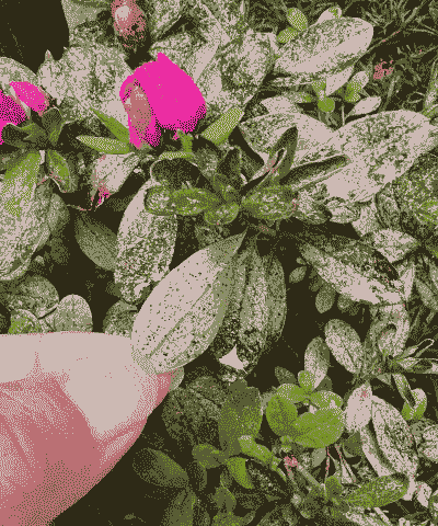 母猪产后用啥中药