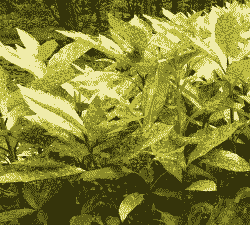 母猪产后预防措施