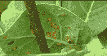 产后母猪发热喘