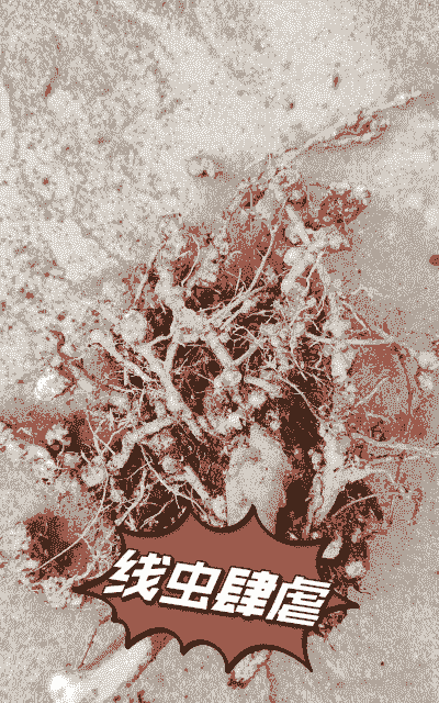 产后母猪时常发抖